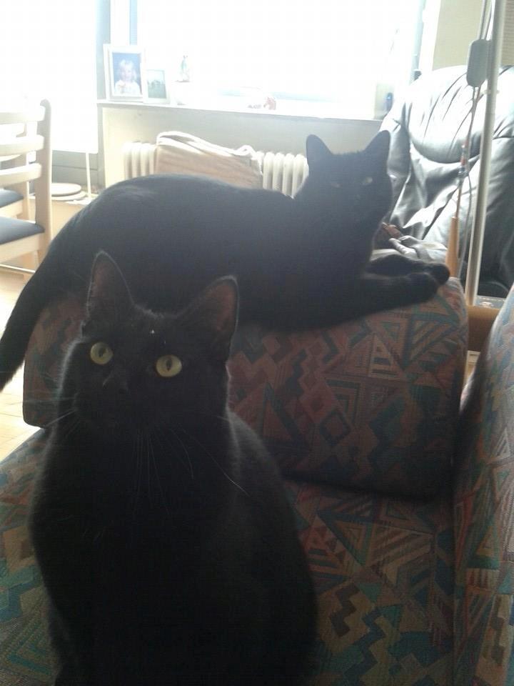 Huskat Emil billede 7