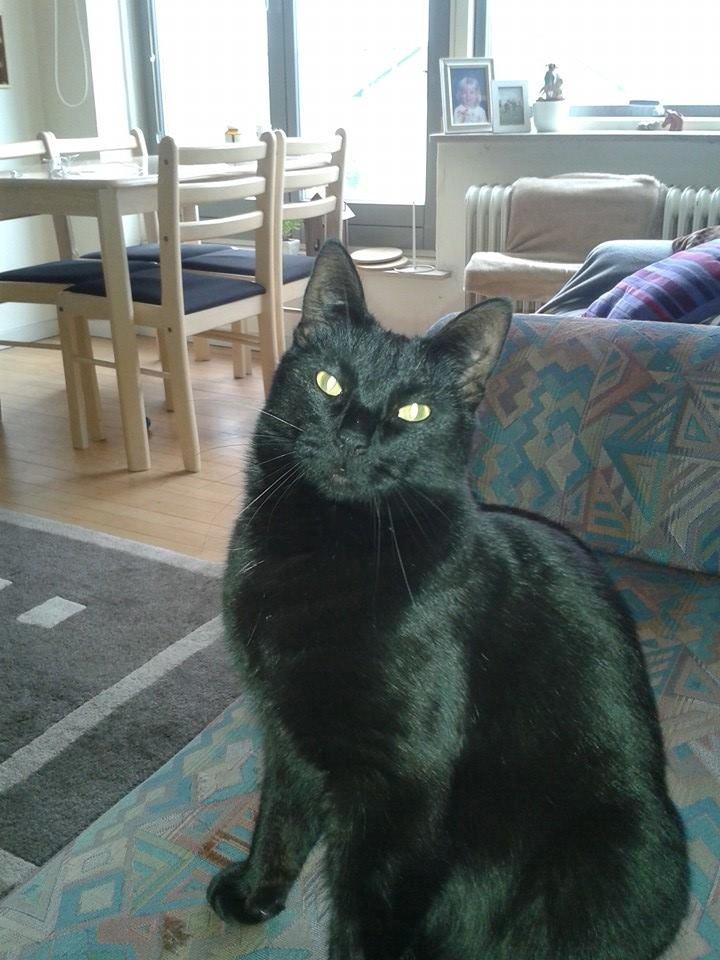 Huskat Emil billede 8