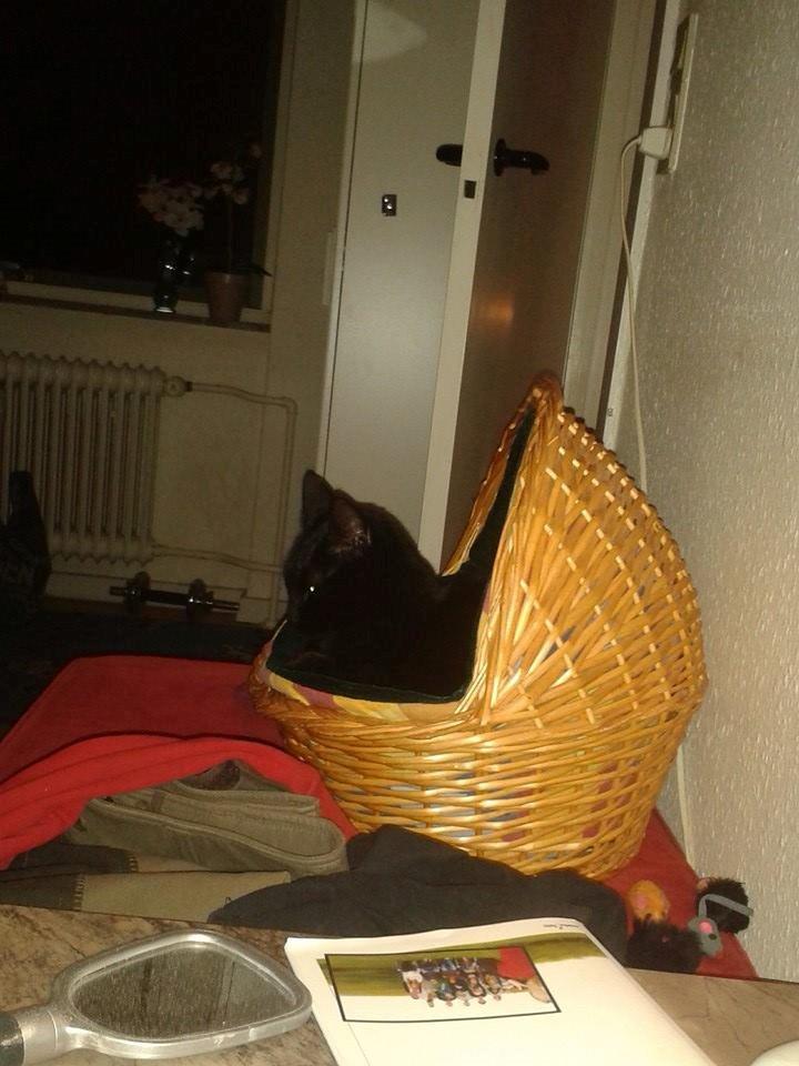 Huskat Emil billede 9