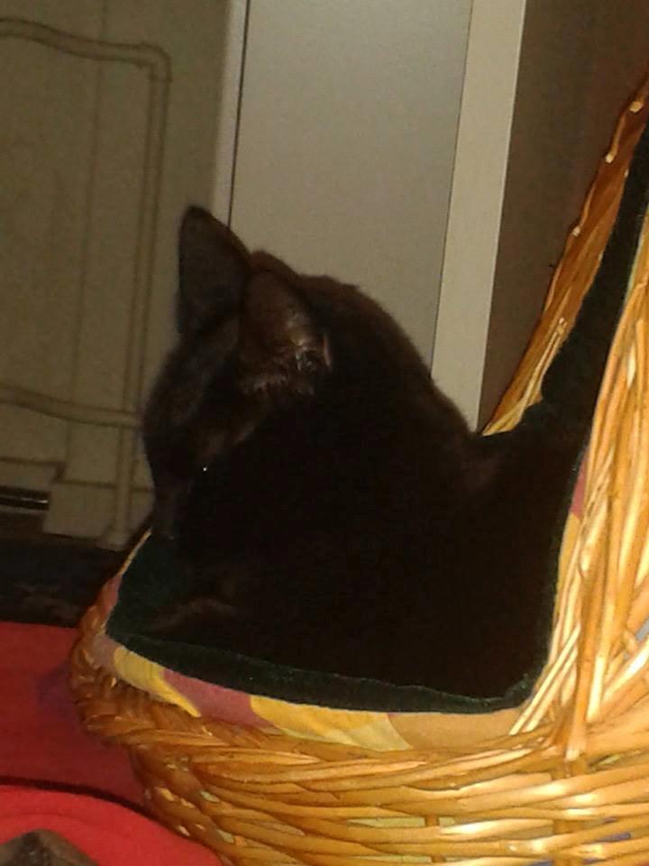 Huskat Emil billede 10