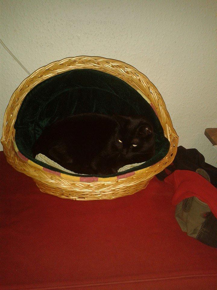 Huskat Emil billede 11