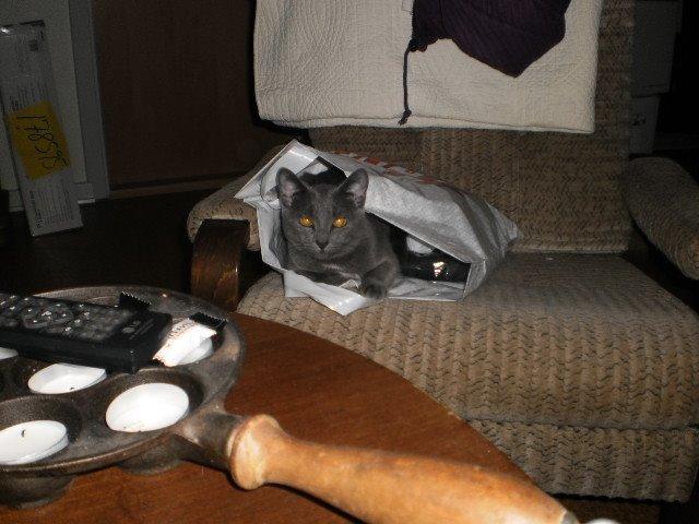 Blanding af racer Loulou billede 1