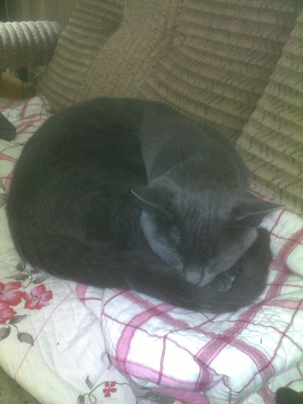 Blanding af racer Loulou billede 2