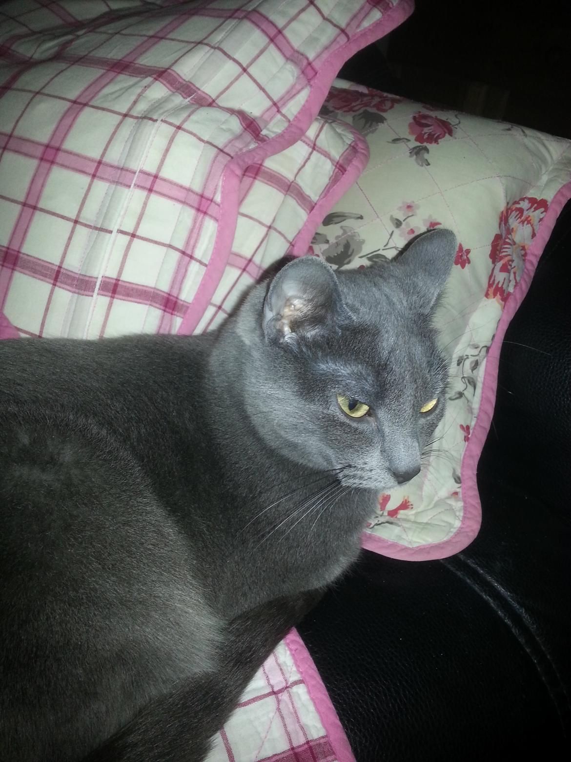 Blanding af racer Loulou billede 3