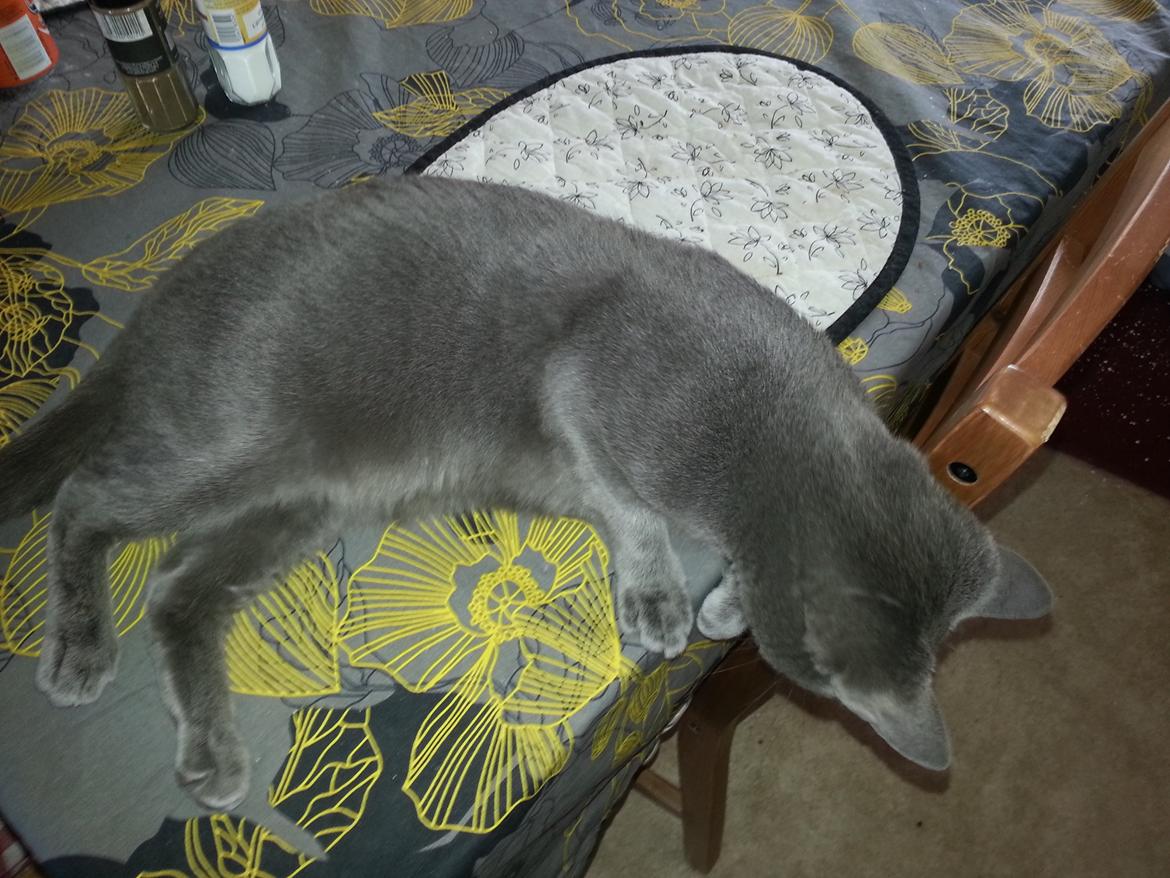 Blanding af racer Loulou billede 4