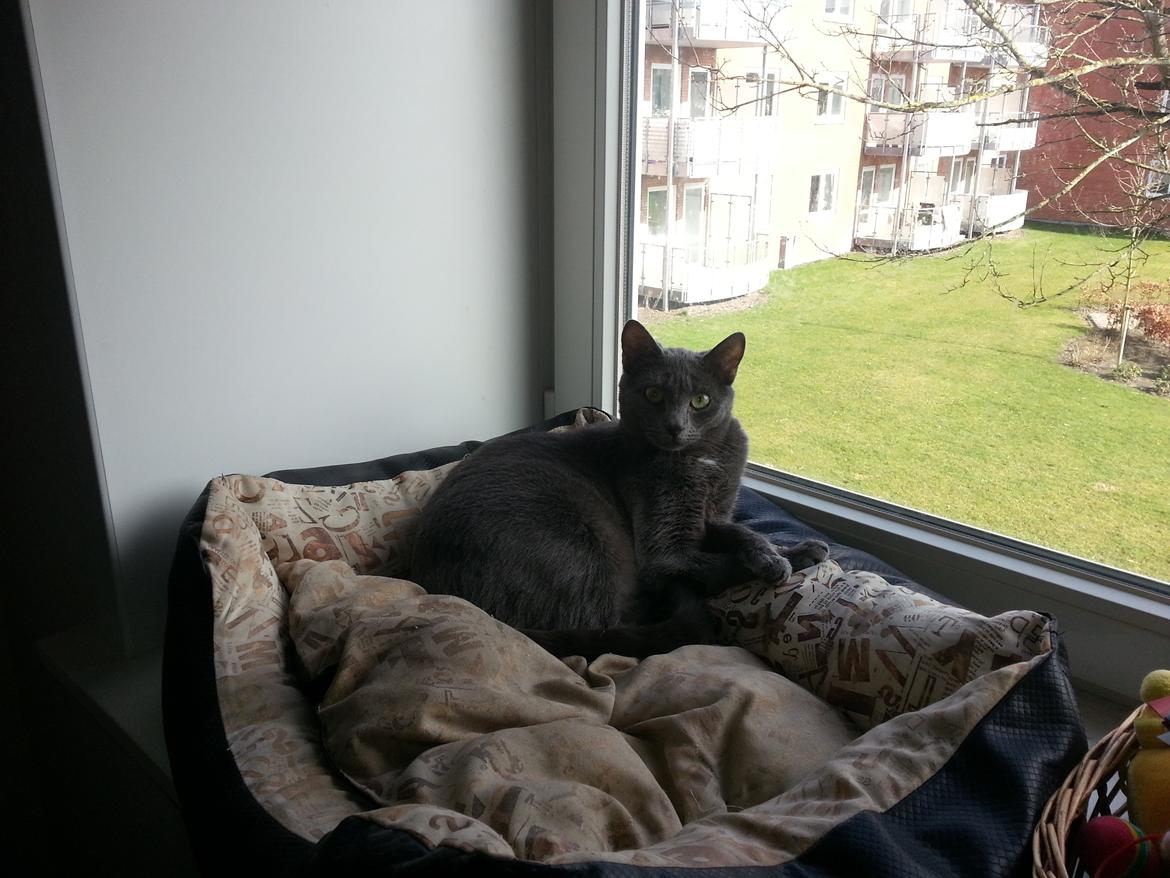 Blanding af racer Loulou billede 5