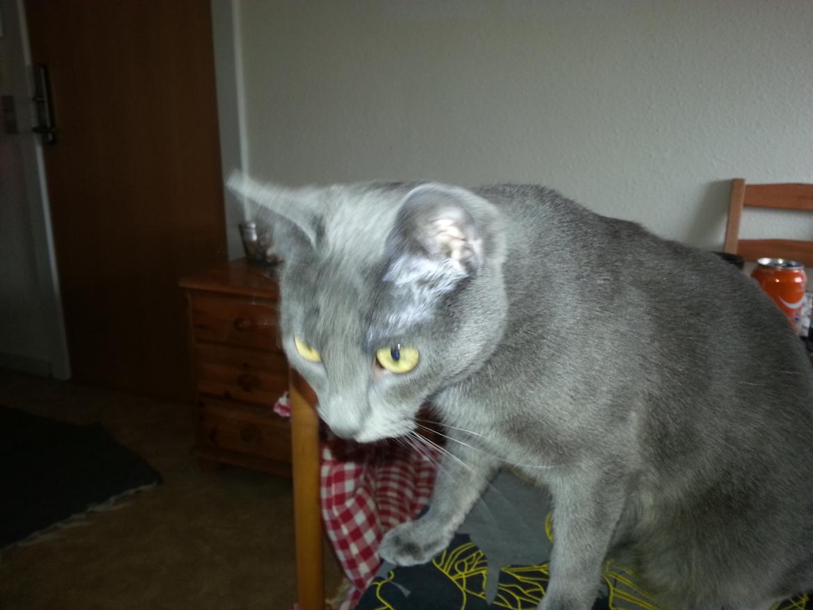 Blanding af racer Loulou billede 6