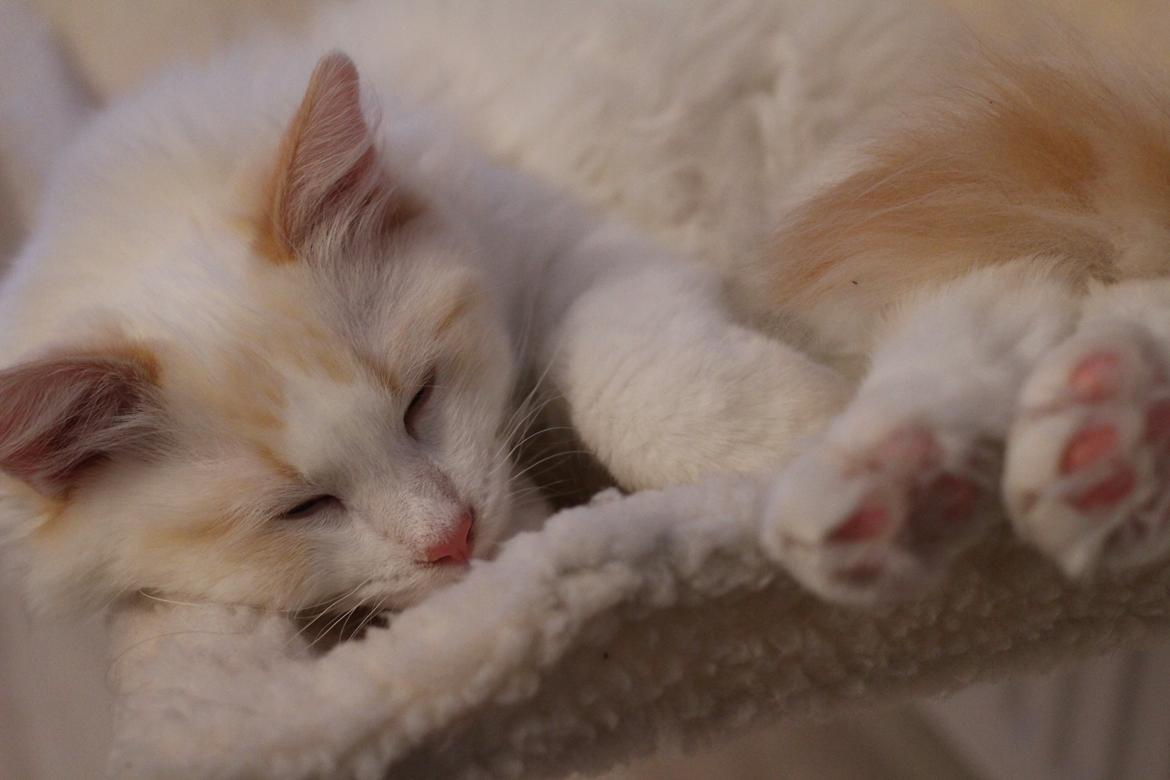 Ragdoll Chubby (DK Vandoll Royal Ricco) - Radiatorsengen er ét af yndlingsstederne!  billede 10