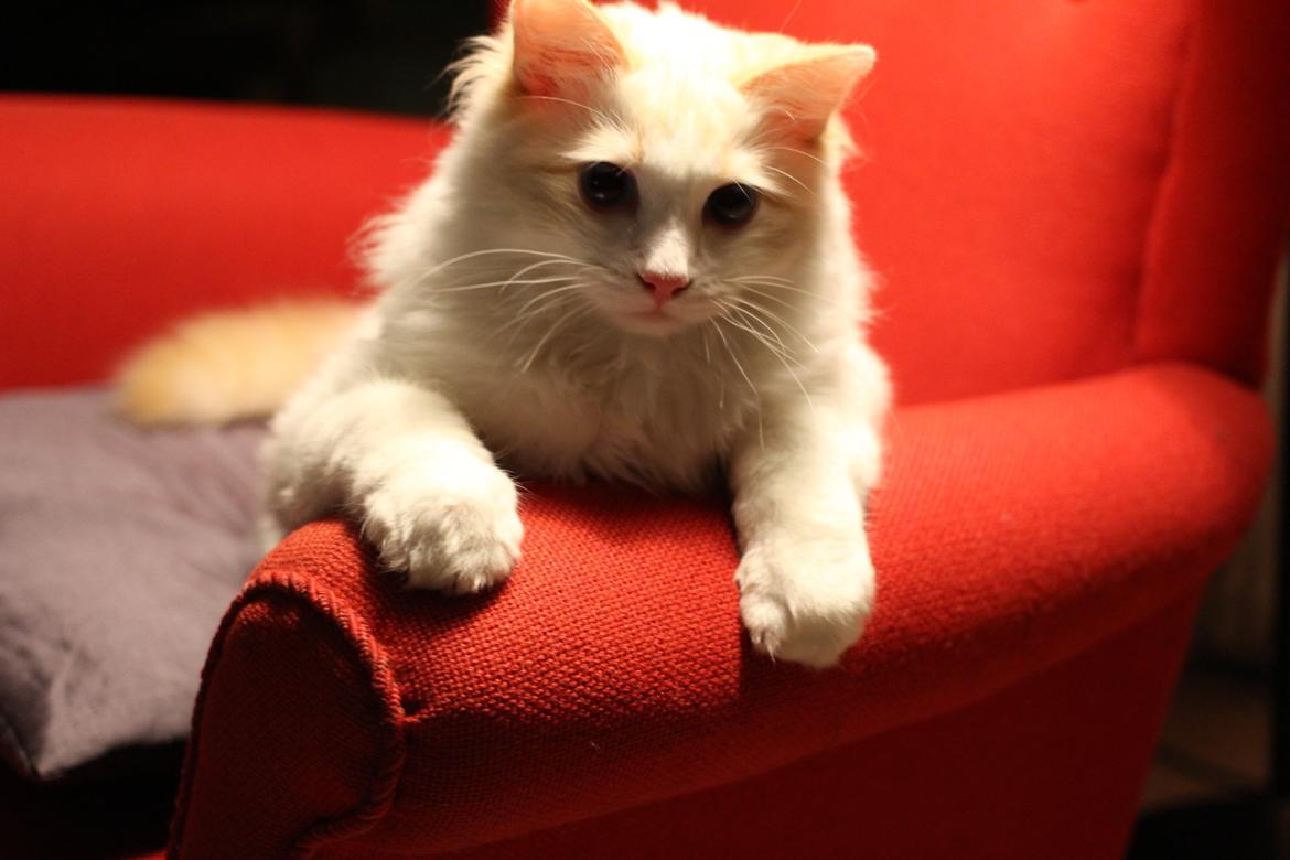 Ragdoll Chubby (DK Vandoll Royal Ricco) - Hjemme på besøg hos legekammerat, Chili. billede 9