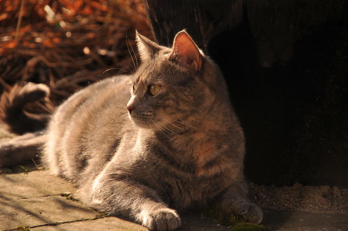 Blanding af racer Mitzi billede 22