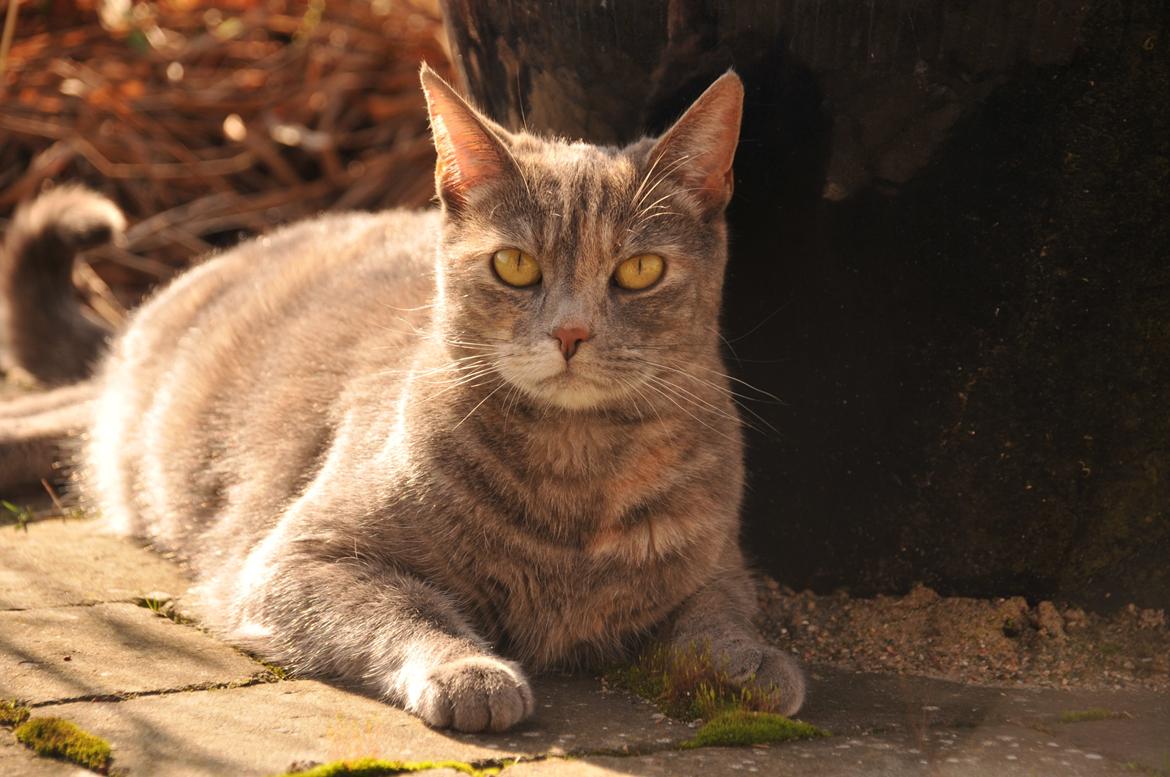 Blanding af racer Mitzi billede 31