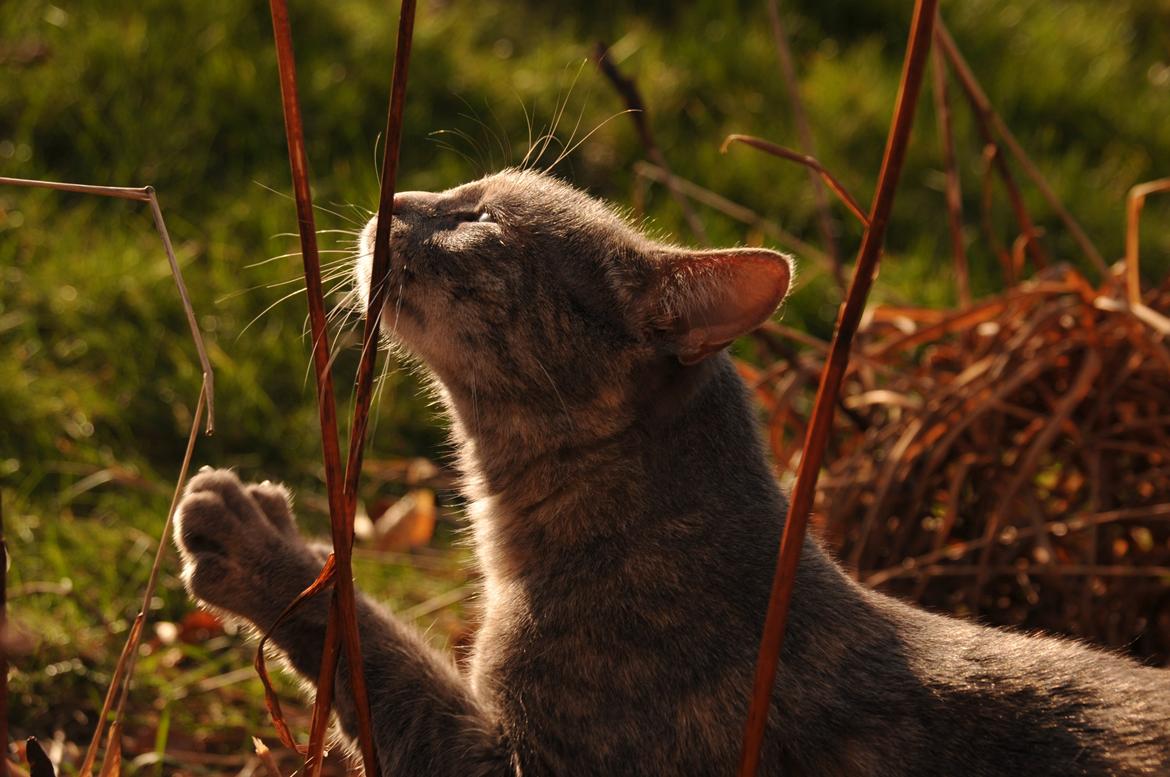 Blanding af racer Mitzi billede 21