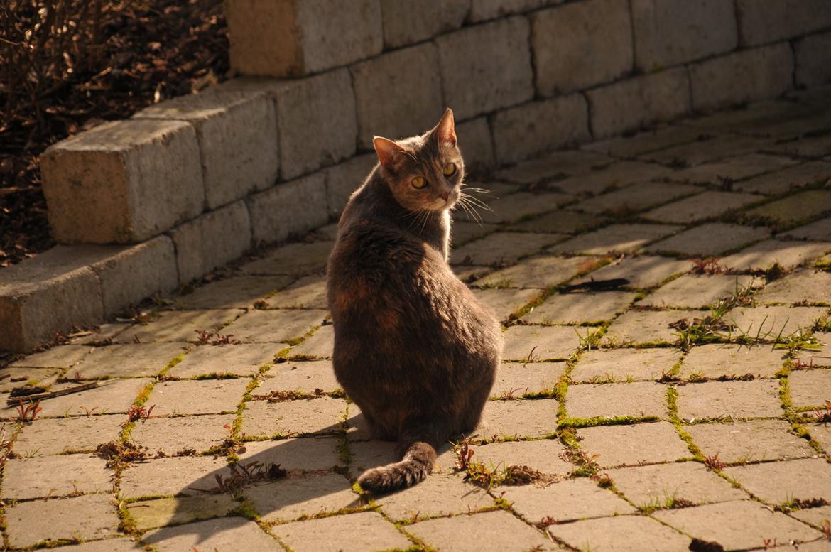 Blanding af racer Mitzi billede 38