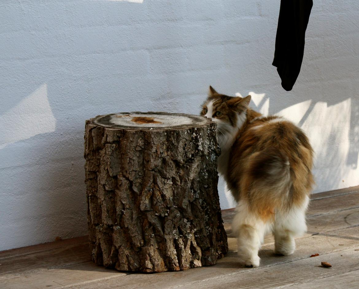 Blanding af racer Anne-Sophie (Fie) billede 6