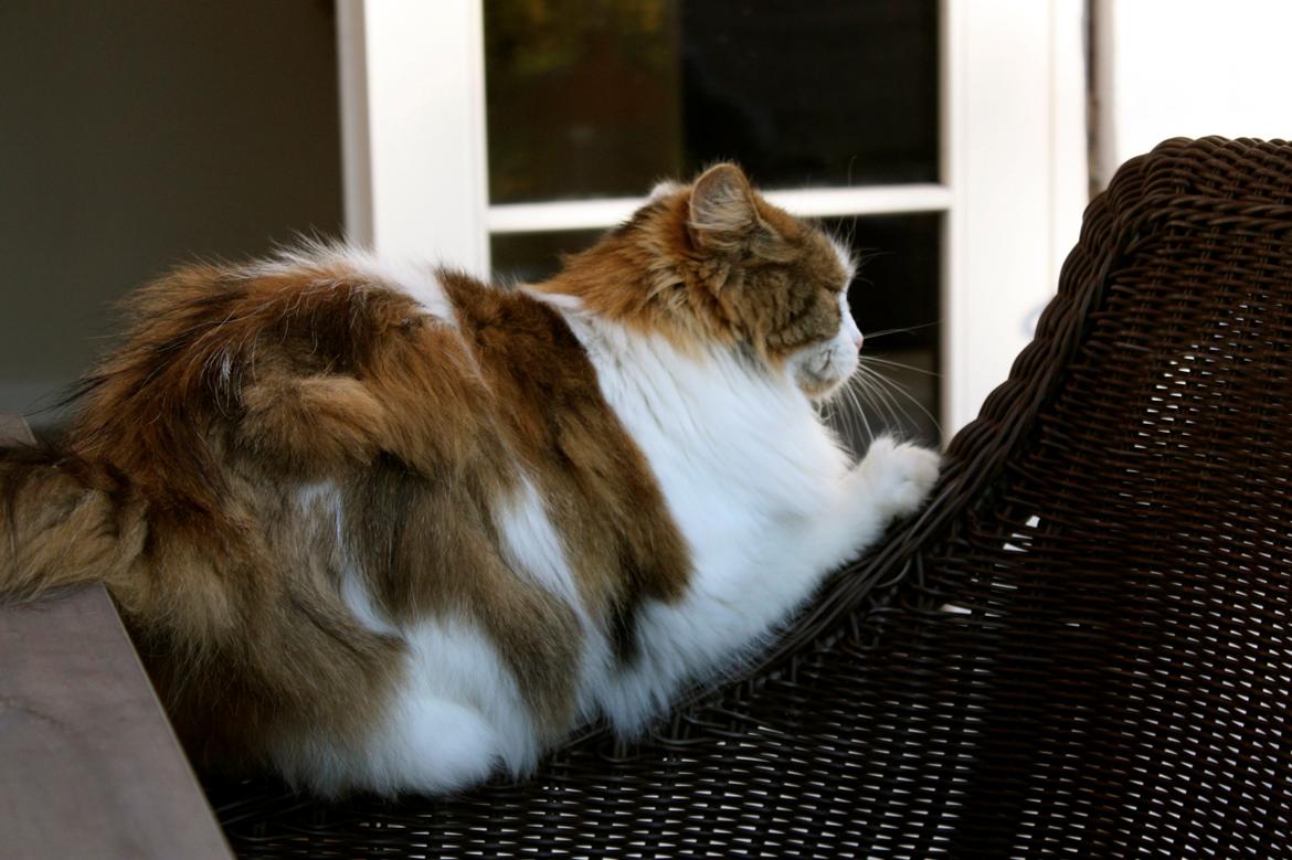 Blanding af racer Anne-Sophie (Fie) billede 4