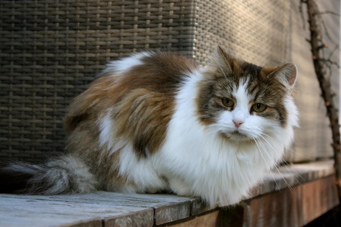 Blanding af racer Anne-Sophie (Fie) billede 8