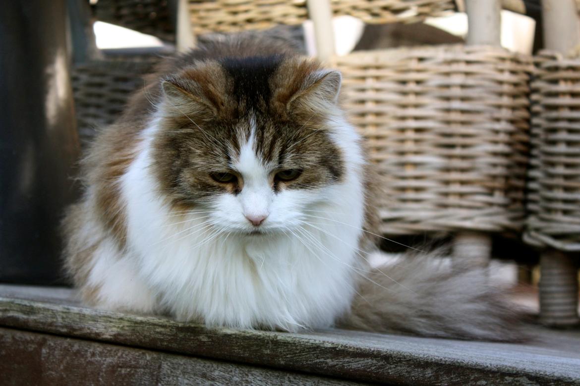 Blanding af racer Anne-Sophie (Fie) billede 7