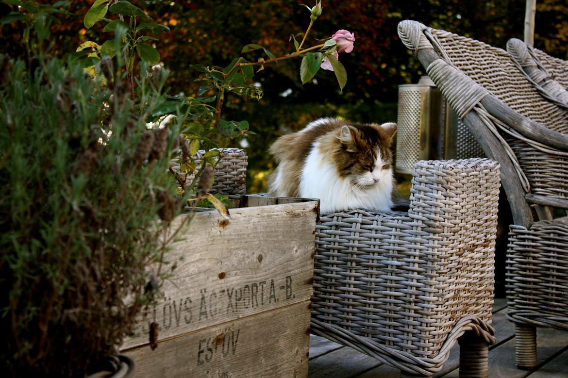 Blanding af racer Anne-Sophie (Fie) billede 9