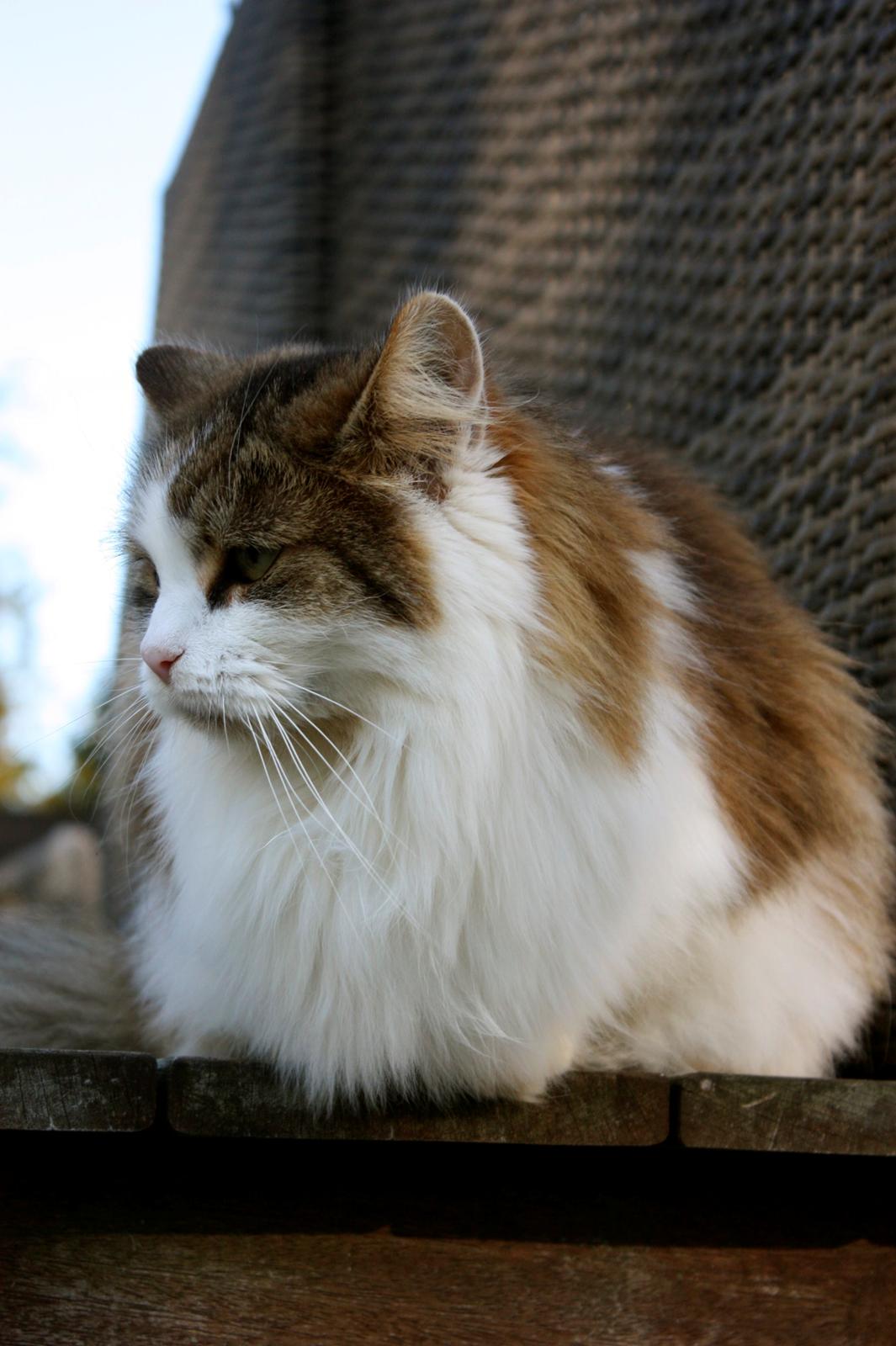 Blanding af racer Anne-Sophie (Fie) billede 5