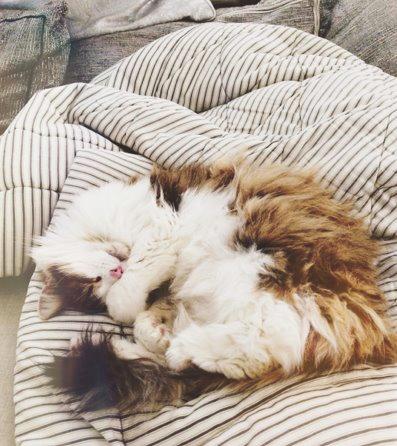 Blanding af racer Anne-Sophie (Fie) billede 3