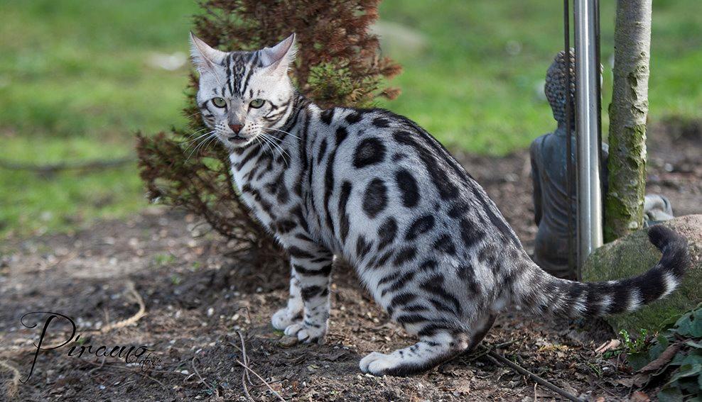 Bengal PiramoCats Loki Lee billede 2