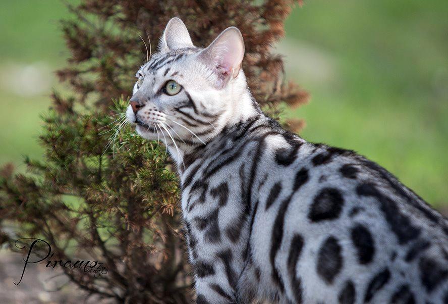 Bengal PiramoCats Loki Lee billede 3