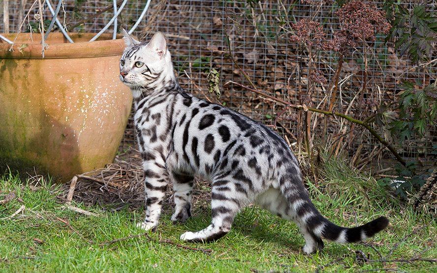 Bengal PiramoCats Loki Lee billede 4
