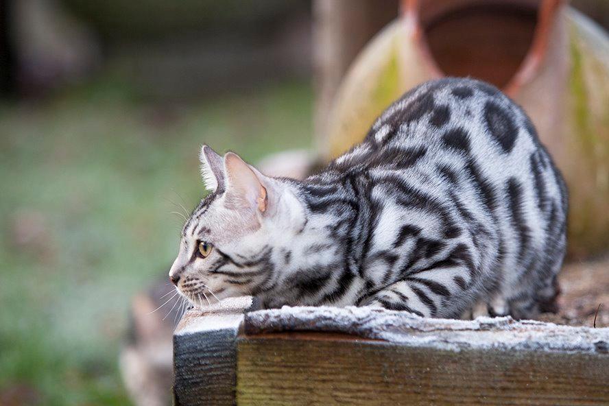 Bengal PiramoCats Loki Lee billede 6
