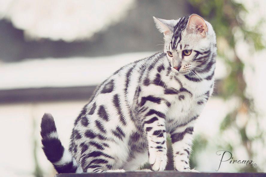Bengal PiramoCats Loki Lee billede 7