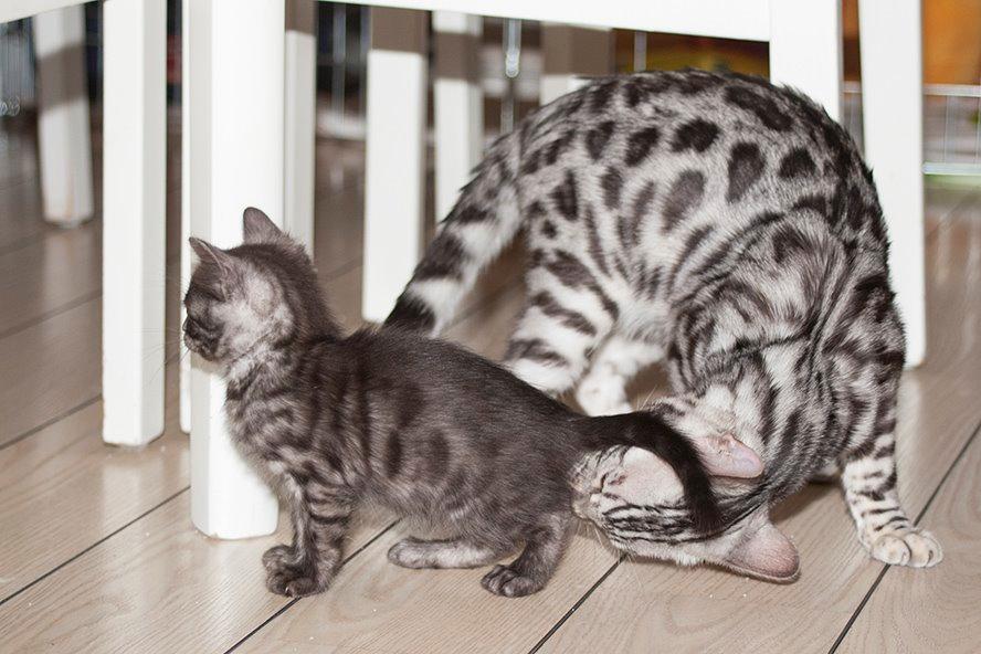 Bengal PiramoCats Loki Lee billede 9
