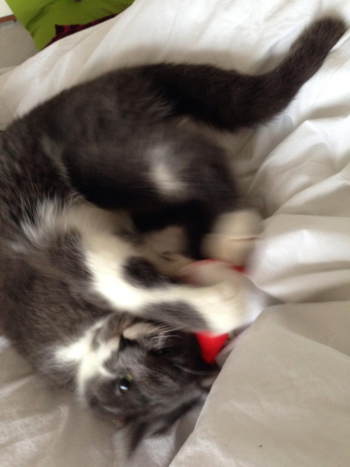 Huskat Moustach katten Kira billede 2