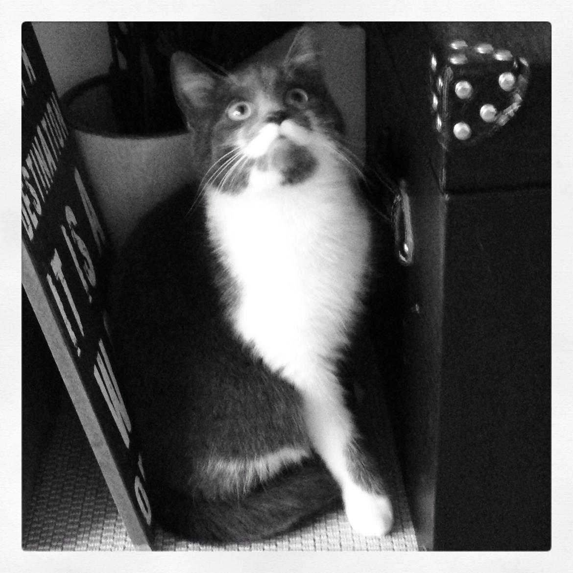 Huskat Moustach katten Kira billede 3