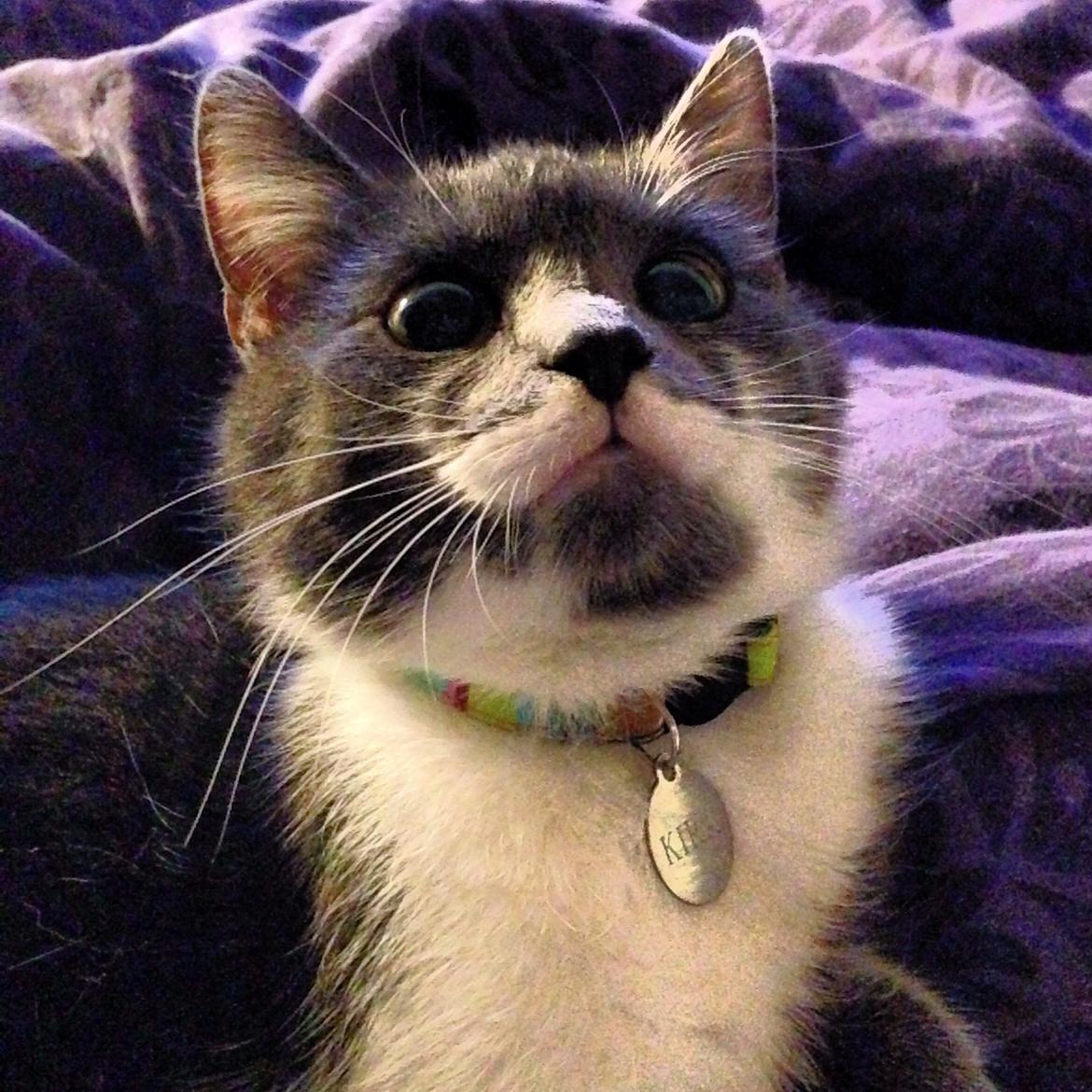 Huskat Moustach katten Kira billede 5