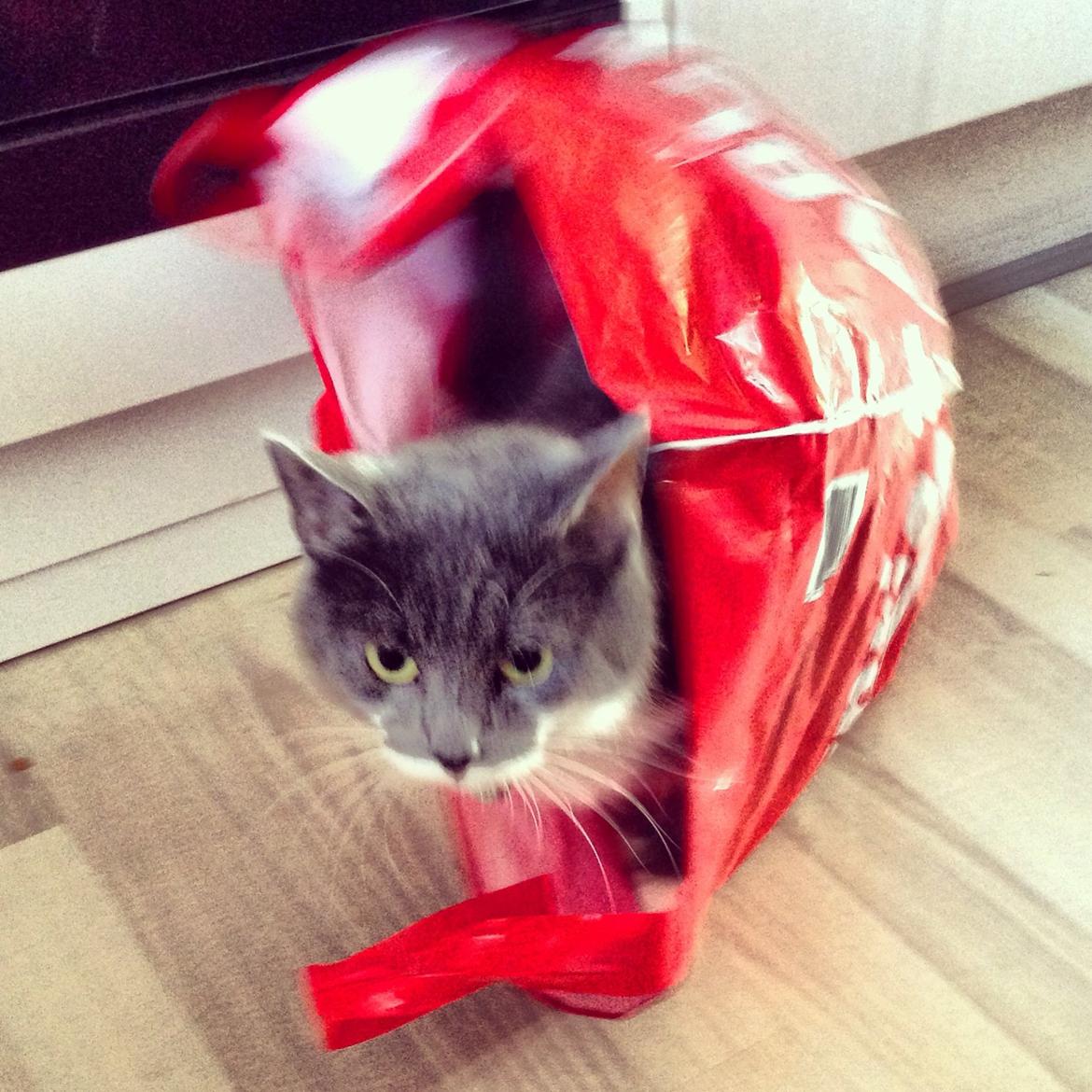 Huskat Moustach katten Kira billede 6