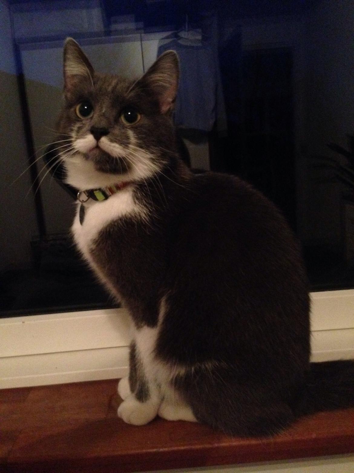 Huskat Moustach katten Kira billede 7