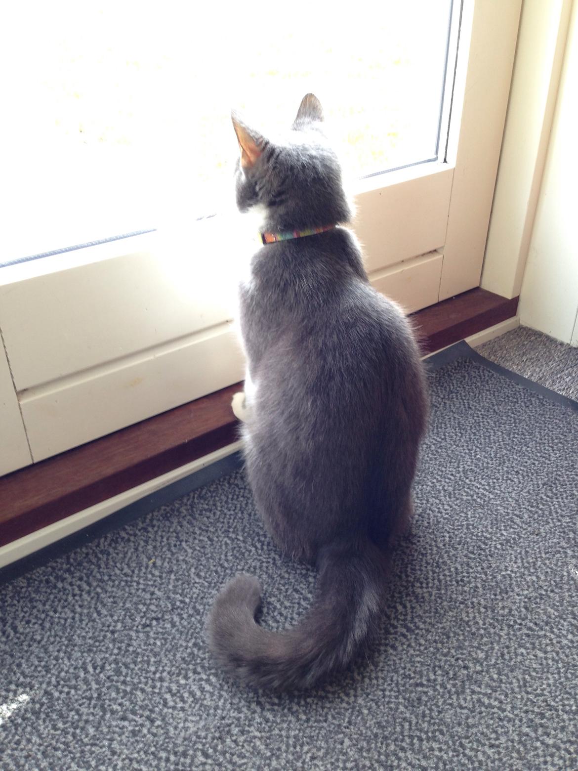 Huskat Moustach katten Kira billede 8