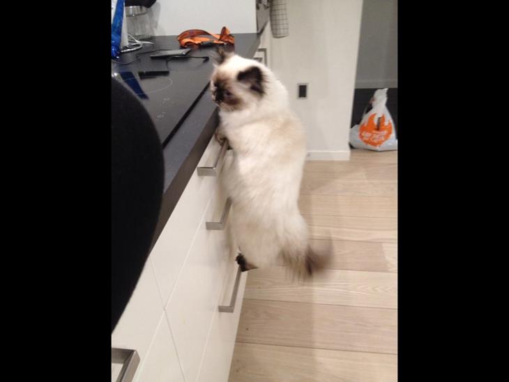 {{currentPhoto.altText}} billede {{currentPhoto.number}}