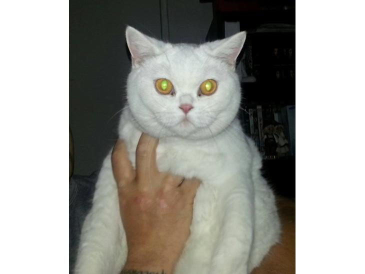 British Shorthair | Ludvig billede 1