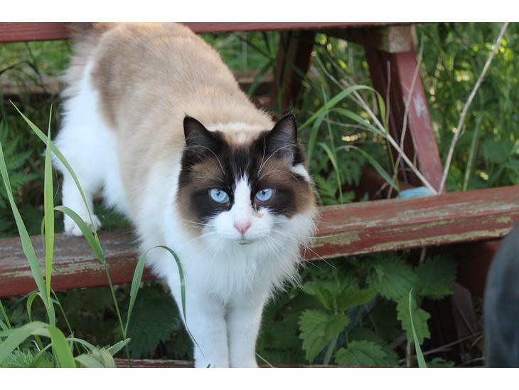 Ragdoll Zion billede 1