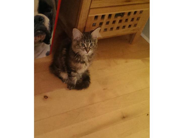 {{currentPhoto.altText}} billede {{currentPhoto.number}}