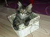 Maine Coon Bailey