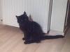 Maine Coon Maximillian