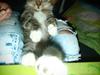 Huskat Miss Mis DeKid