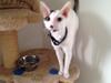 Cornish Rex DK Kousgård's Fernando 