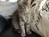 Maine Coon Nordic Breed Chaplin