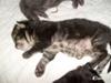 Maine Coon Loke( i himlen) [ Himmelkat]