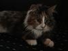 Maine Coon Candis [ Himmelkat]