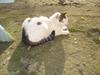 Huskat Palle
