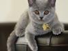 British Shorthair DK Springers Blue Charlotte (Milla)