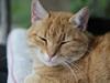 Huskat Garfield "Gaffel"